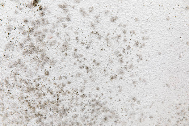Asbestos and Lead Testing During Mold Inspection in Helena Flats, MT