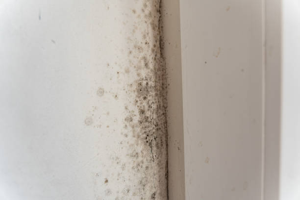 Mold Documentation for Insurance Claims in Helena Flats, MT